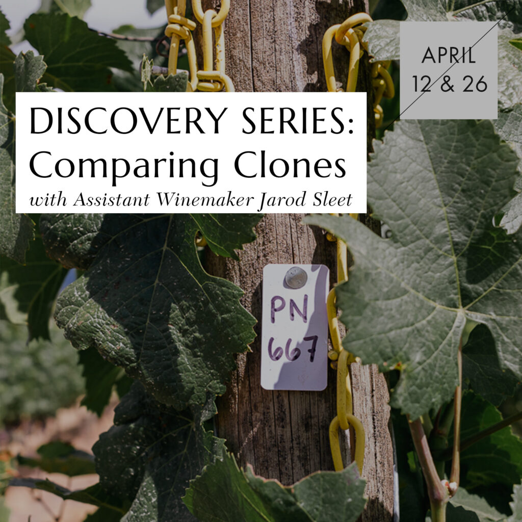 Discovery Series: Comparing Clones at ROCO Winery